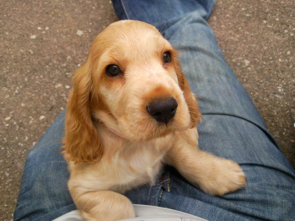 A golden-brown puppy with long, floppy ears sits on a personâs denim-clad lap, looking up with wide, dark eyes. The background is a textured outdoor ground, suggesting they are outside. The puppyâs fur looks soft and its expression is gentle.