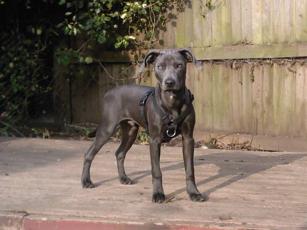 A young, short-haired black or dark grey dog wearing a harness stands alert on a wooden deck. The dog has pointed ears, expressive eyes, and is facing forward. Behind, there is a wooden fence and some green climbing plants.