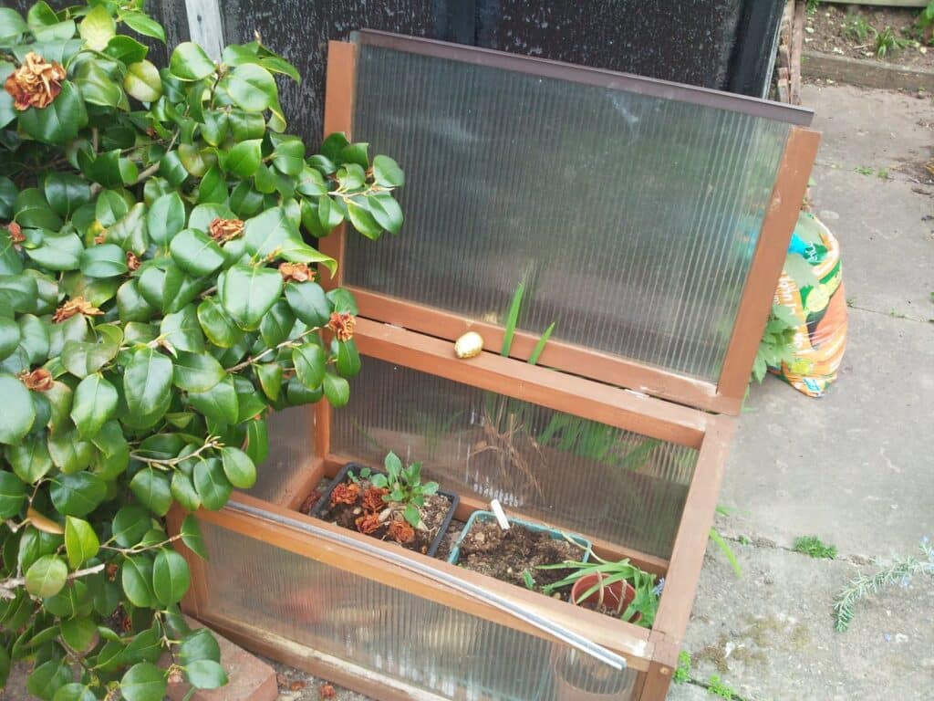 A small wooden cold frame with clear panels stands on concrete next to a leafy shrub. Inside are potted plants and seedlings. A single yellow flower blooms, and compost bags are visible in the background near a dark wall.