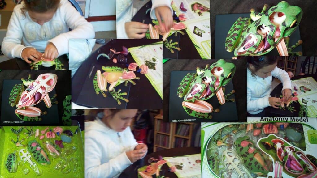 A child assembles a 3D frog anatomy puzzle. Multiple photos show the child handling model pieces, examining instructions, and fitting internal organs into a green, open frog model on a table, with close-ups of assembled and unassembled parts, and labelled "Anatomy Model.