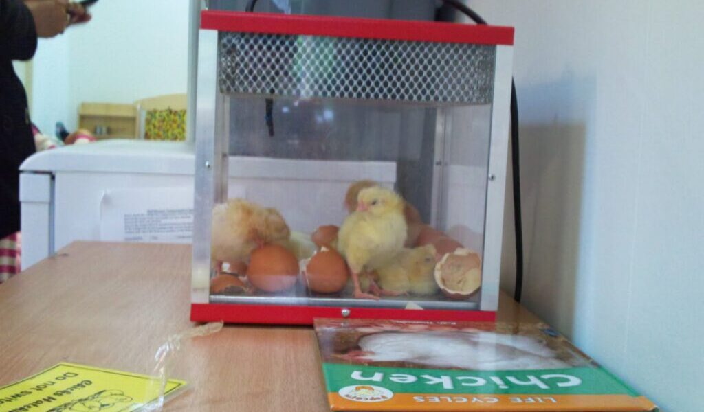 A small glass incubator containing yellow chicks and brown eggs sits on a wooden table. Next to it are a green book titled "Chicken" and a yellow sign. A person's hand holding a mobile is visible in the background.