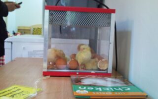 A small glass incubator containing yellow chicks and brown eggs sits on a wooden table. Next to it are a green book titled "Chicken" and a yellow sign. A person's hand holding a mobile is visible in the background.