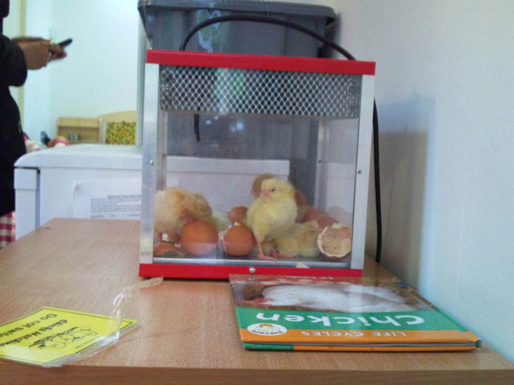 Three yellow chicks and several brown eggs are inside a small glass incubator on a wooden table. Nearby, there is a “Life Cycles: Chicken” book and a laminated “Do not touch” sign. Part of a person is visible in the background.
