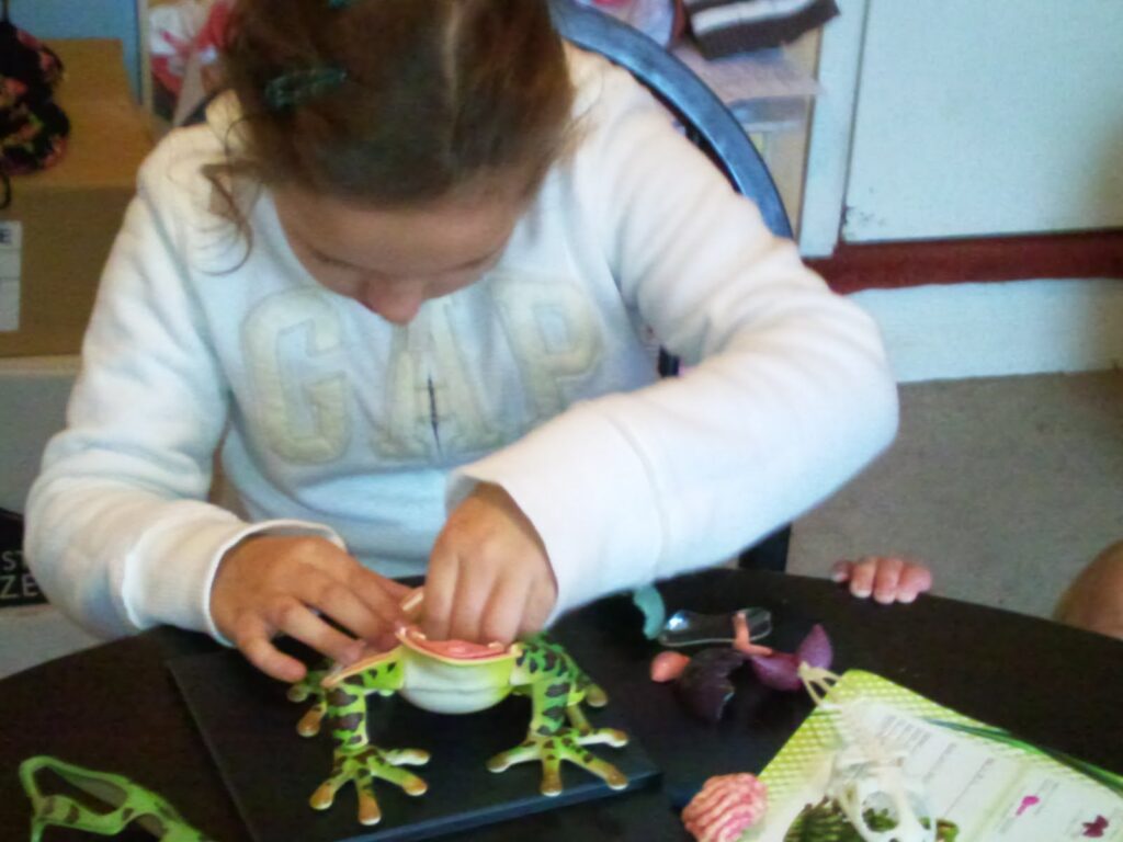 A young girl in a white GAP sweatshirt sits at a table, concentrating on assembling a green frog model. Her hands are placing a part into the frog’s open body. Nearby, there are scattered toy pieces, a spoon, and a colourful magazine or booklet.
