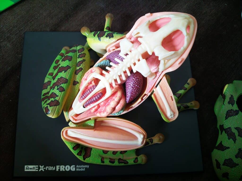 A detailed anatomical model of a frog on a black base, with parts cut away to show internal organs, bones, muscles, and the skull. Green and black frog limbs surround the model. Text on the base reads "Revell X-ray FROG Anatomy Model.