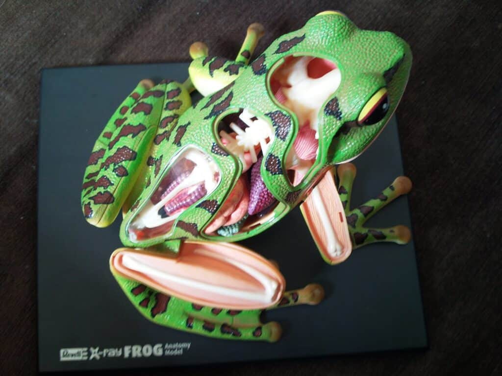A detailed frog anatomy model with sections cut away to reveal internal organs like bones, muscles, lungs, and intestines. The model shows green skin with black spots and is displayed on a black base labelled “X-ray FROG Anatomy Model”.
