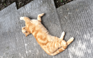 A ginger tabby cat with darker orange stripes lies stretched out on its side across concrete steps outdoors, basking in the sunlight. The cat's legs are extended, and its eyes are partly closed in a relaxed pose. Some grass and plants are visible nearby.