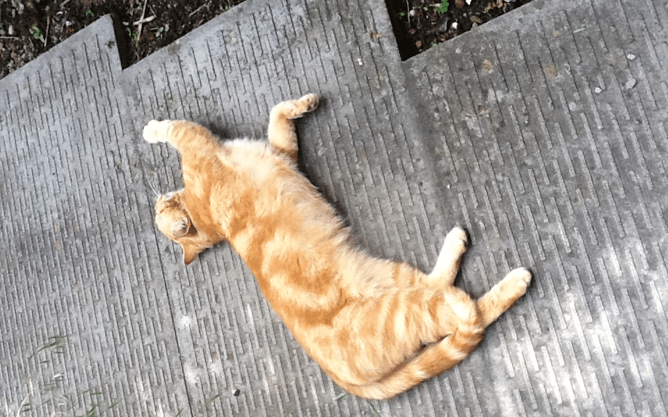 A ginger tabby cat with darker orange stripes lies stretched out on its side across concrete steps outdoors, basking in the sunlight. The cat's legs are extended, and its eyes are partly closed in a relaxed pose. Some grass and plants are visible nearby.