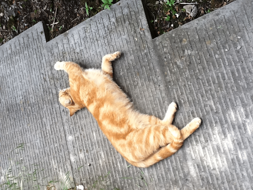 A ginger tabby cat with darker orange stripes lies stretched out on its side across concrete steps outdoors, basking in the sunlight. The cat's legs are extended, and its eyes are partly closed in a relaxed pose. Some grass and plants are visible nearby.