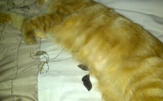 A ginger tabby cat is lying stretched out on a bed with patterned white and beige bedding. The cat is sleeping on its side, and part of a person's bare foot is visible in the lower left corner of the image.