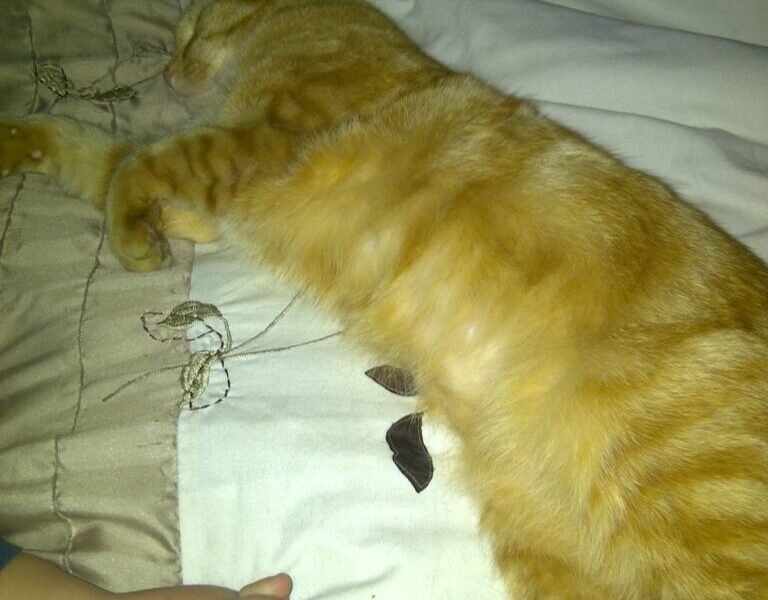 A ginger tabby cat is lying stretched out on a bed with patterned white and beige bedding. The cat is sleeping on its side, and part of a person's bare foot is visible in the lower left corner of the image.
