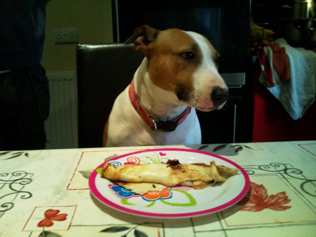 A brown and white dog with a red collar sits at a dining table, looking sideways at a colourful plate with a partially eaten crêpe or omelette. The tablecloth has decorative floral designs. The dog's expression appears uninterested or contemplative.