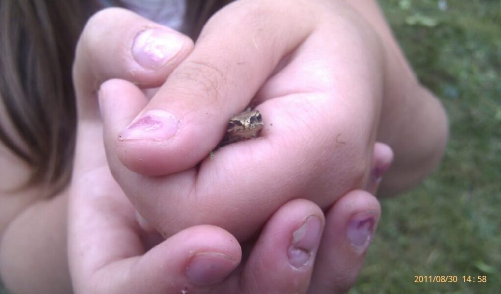 A child with slightly dirty fingernails gently holds a tiny frog in cupped hands. The frog’s head peeks out between the fingers. The background is green, suggesting grass. The date “30/08/2011 14:58” is visible in the lower right corner.