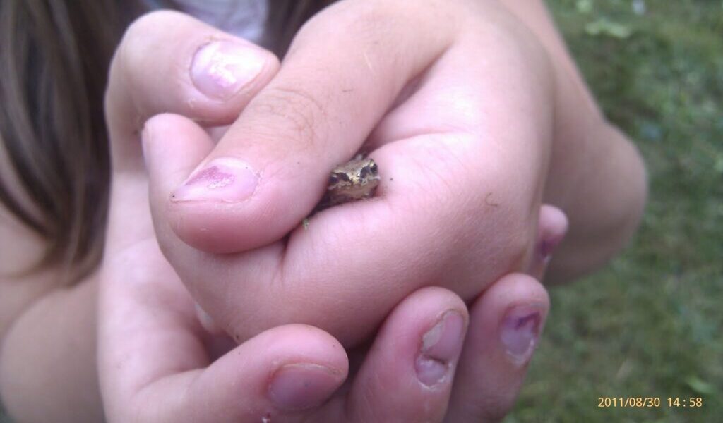 A child with slightly dirty fingernails gently holds a tiny frog in cupped hands. The frog’s head peeks out between the fingers. The background is green, suggesting grass. The date “30/08/2011 14:58” is visible in the lower right corner.
