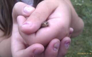 A child with slightly dirty fingernails gently holds a tiny frog in cupped hands. The frog’s head peeks out between the fingers. The background is green, suggesting grass. The date “30/08/2011 14:58” is visible in the lower right corner.