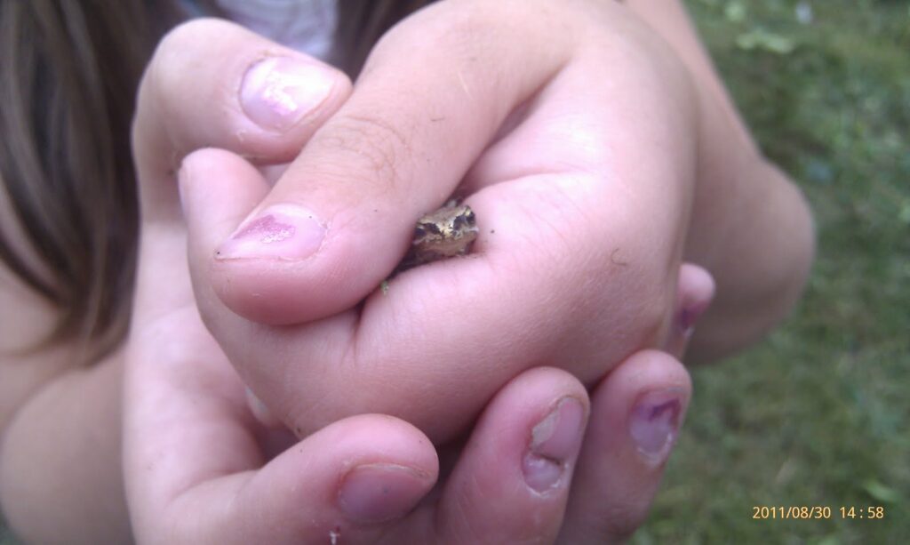 A small frog is gently held between the fingers of a child with slightly dirty nails. The child's hands are cupped round the frog, and long brown hair is visible in the background. Date stamp on the photo reads 2011/08/30 14:58. Grass is blurred in the background.