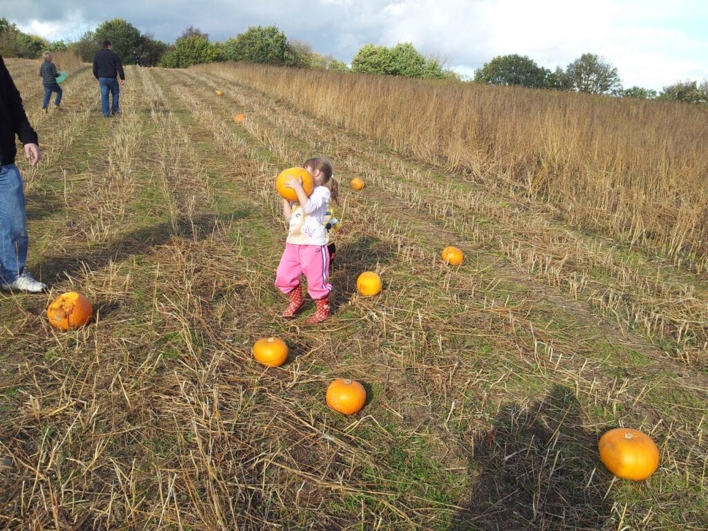 A young girl in pink trousers and red wellies stands in a field holding a large pumpkin. Several pumpkins are scattered on the ground around her. Adults walk in the background among dry grass and trees under a cloudy sky.