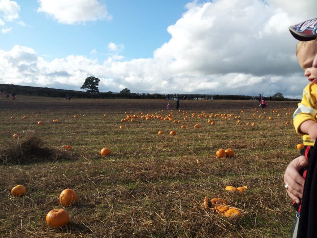 A pumpkin patch with scattered pumpkins on dry brown grass under a partly cloudy sky. In the foreground, a small child in a yellow outfit is held by an adult, partially visible on the right edge of the image. Trees and people are visible in the distant background.