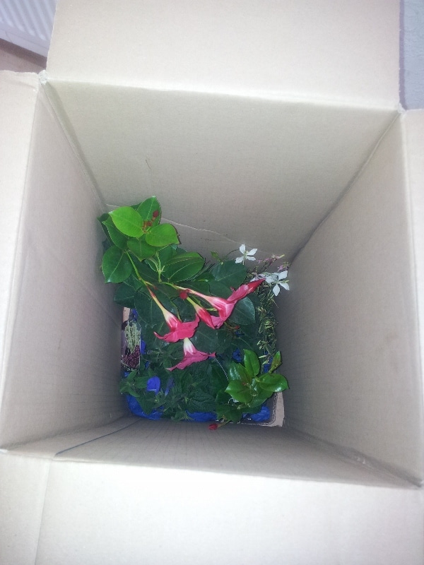 A view from above into a cardboard box containing several small plants. Some have green leaves, whilst one has pink trumpet-shaped flowers and another has small white flowers. The plants are loosely arranged and surrounded by some blue packing material.
