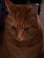 A close-up of an orange tabby cat with short fur, faint dark stripes, and greenish eyes. The cat is looking slightly downwards with a calm, serious expression. The background is dimly lit and out of focus.