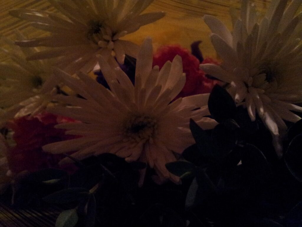 A dimly lit image showing white flowers with long petals and some dark green leaves. In the background, there are hints of red and purple flowers, all placed against a yellow backdrop. The overall lighting is low, creating deep shadows.