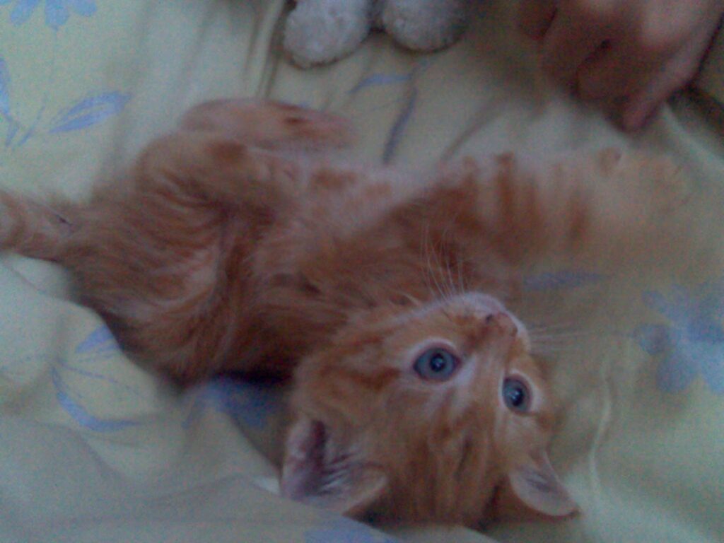 A fluffy orange kitten with blue eyes lies on its back on a light-coloured patterned blanket, looking up with one paw raised. A person's hand and part of a white soft toy are visible near the kitten.