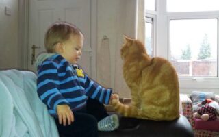 A toddler in a blue striped hoodie sits on a dark sofa, gently holding the paw of a ginger tabby cat sitting beside him. Sunlight streams through large windows in the background, and toys are visible on the floor.