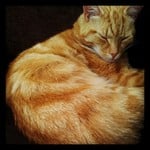 A cat curled up in a ball.