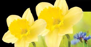 Two large yellow daffodil flowers with trumpet-shaped centres are prominently displayed against a black and light green background. A small blue wildflower appears in the lower right corner.