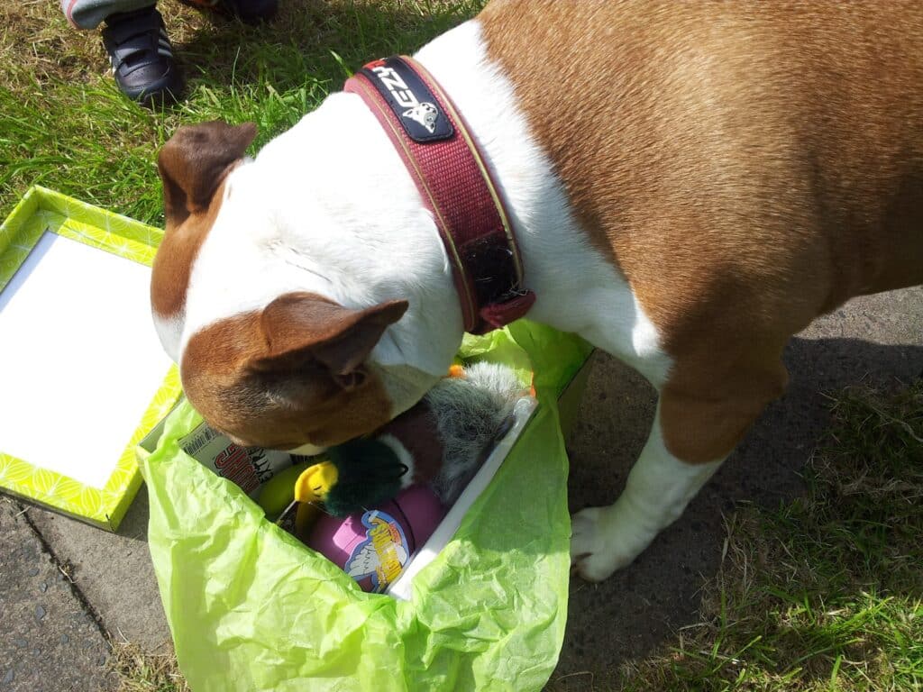 A brown and white dog with a red collar sniffs inside an open gift box lined with green tissue paper, filled with colourful dog toys. The box sits on grass and pavement, and a person’s feet are partially visible in the upper left corner.