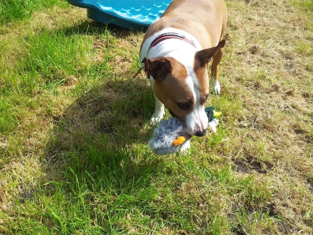 A brown and white dog with a red collar stands on patchy grass, holding a grey stuffed toy with yellow feet in its mouth. A blue plastic object is partially visible in the background. Bright sunlight creates clear shadows.