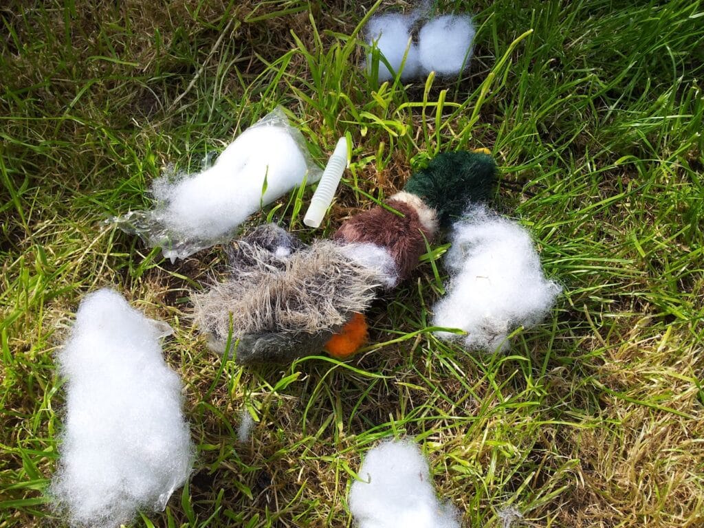 A torn plush duck toy lies on grass, surrounded by scattered white stuffing. A small white plastic piece is near the toy. The scene suggests the toy has been ripped open, likely by a pet, with tufts of stuffing spread across the green lawn.