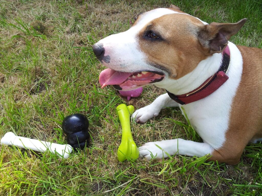A brown and white dog with a red collar lies on grass, panting with its tongue out. In front of the dog are three chew toys: one black, one white, and one bright yellow-green. The dog looks content and relaxed outdoors.