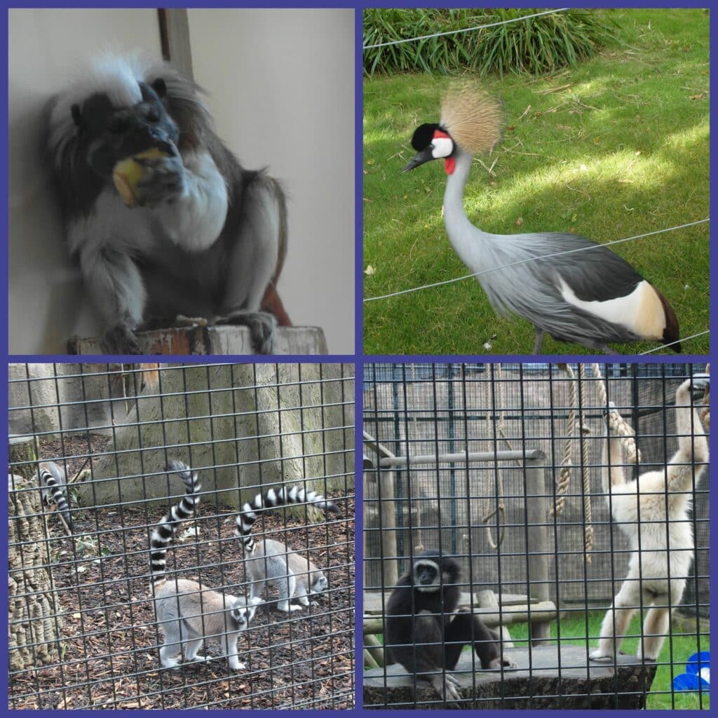 A collage of four zoo animal photos: a monkey eating, a grey crowned crane on grass, two ring-tailed lemurs with curled tails, and two gibbons in a cage—one sitting with arms up, the other sitting down. All images are behind enclosures.