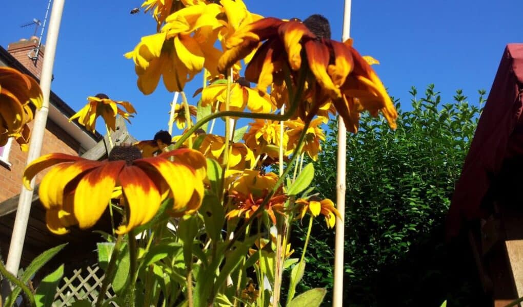 Close-up of yellow and brown Black-eyed Susan flowers in bright sunlight, with green leaves below. Blue sky and a few buildings with red bricks and rooftops are visible in the background. Some tall white garden poles are also present.