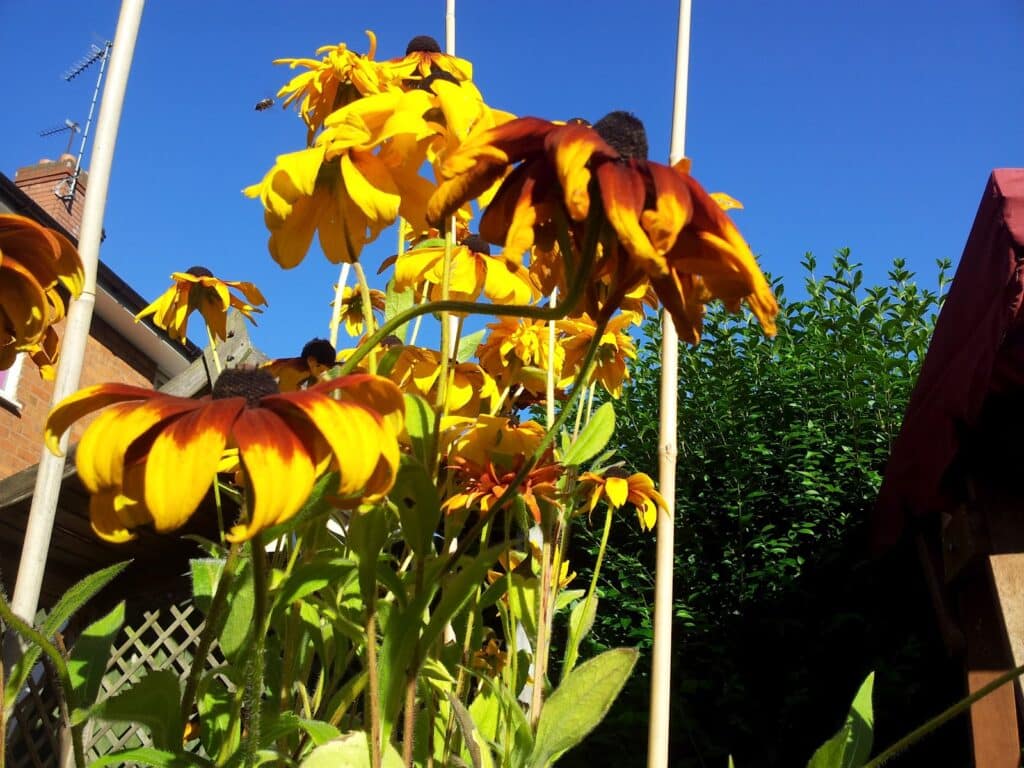 Yellow and orange coneflowers with dark centres are in the foreground, illuminated by sunlight. Behind them, there is a clear blue sky, green shrubs, and the rooftops of houses. White poles are visible among the flowers.