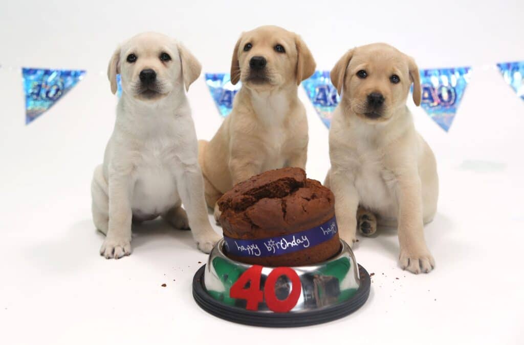 Three yellow Labrador puppies sit in a row in front of a chocolate cake with a blue “Happy Birthday” ribbon and a red “40” on the bowl. Blue “40” birthday banners hang in the background on a white backdrop.