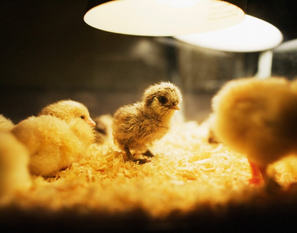 A group of fluffy yellow chicks huddle under a warm, glowing heat lamp on a bed of wood shavings. One chick in the centre, slightly damp and scruffy, stands out among the others, likely just hatched. The background is softly blurred.