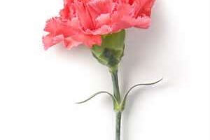 A single pink carnation with ruffled petals stands upright on a long green stem. Two slender green leaves curve outward from the stem below the flower. The background is plain white.