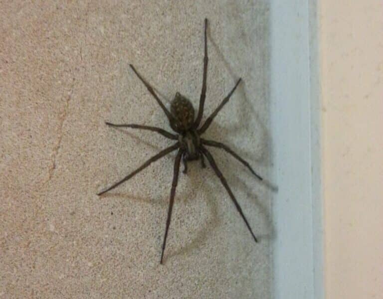 A large brown spider with long legs is clinging to the corner of a wall, partly on a textured tan surface and partly near a white vertical edge. The spider's body and legs are spread out, clearly visible against the wall.