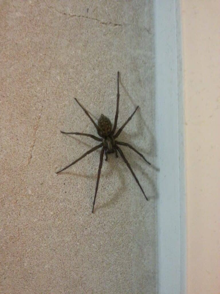 A large brown spider with long legs is on a textured beige wall near a white trim or corner. The spider is seen from above, with all eight legs extended and spread out from its body, casting slight shadows on the wall.