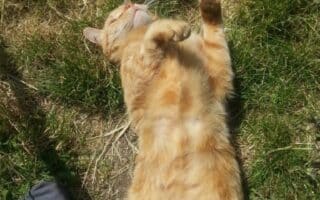 A ginger tabby cat lies belly-up on patchy grass, eyes closed and paws curled relaxedly. Sunlight highlights its fur. Part of a person’s foot in a grey shoe is visible at the edge of the image, near the cat.