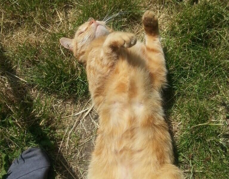 A ginger tabby cat lies belly-up on patchy grass, eyes closed and paws curled relaxedly. Sunlight highlights its fur. Part of a person’s foot in a grey shoe is visible at the edge of the image, near the cat.
