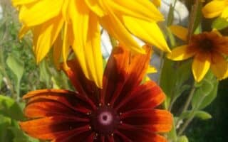 Close-up of a cluster of Black-eyed Susan flowers with yellow and orange-red petals, dark centres, and green stems and leaves. Bright sunlight highlights the vibrant colours, and grass is visible in the background.