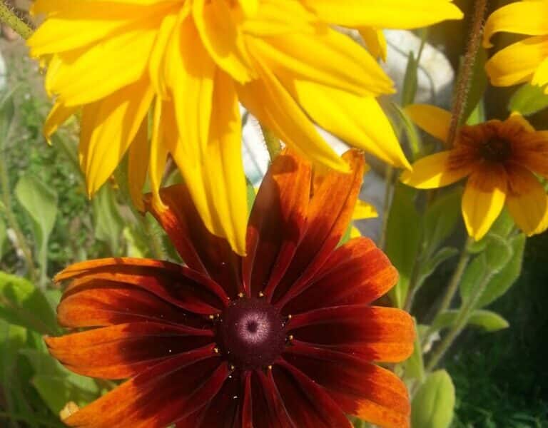 Close-up of a cluster of Black-eyed Susan flowers with yellow and orange-red petals, dark centres, and green stems and leaves. Bright sunlight highlights the vibrant colours, and grass is visible in the background.