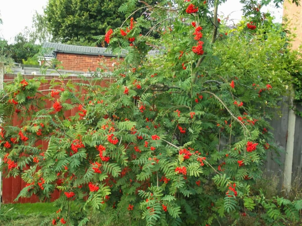 A bushy rowan tree with clusters of bright red berries and green, feathery leaves stands in a garden. Behind it, there is a wooden fence, a brick house, and more greenery, with a partly cloudy sky above.