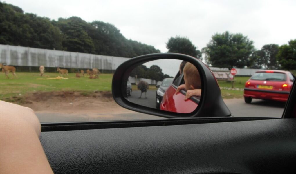 A child leans out of a red car’s window, visible through a wing mirror. Another child’s arm rests on the window edge. Deer graze on grass in the background near a white fence; trees line the area. More cars wait on the road under a cloudy sky.