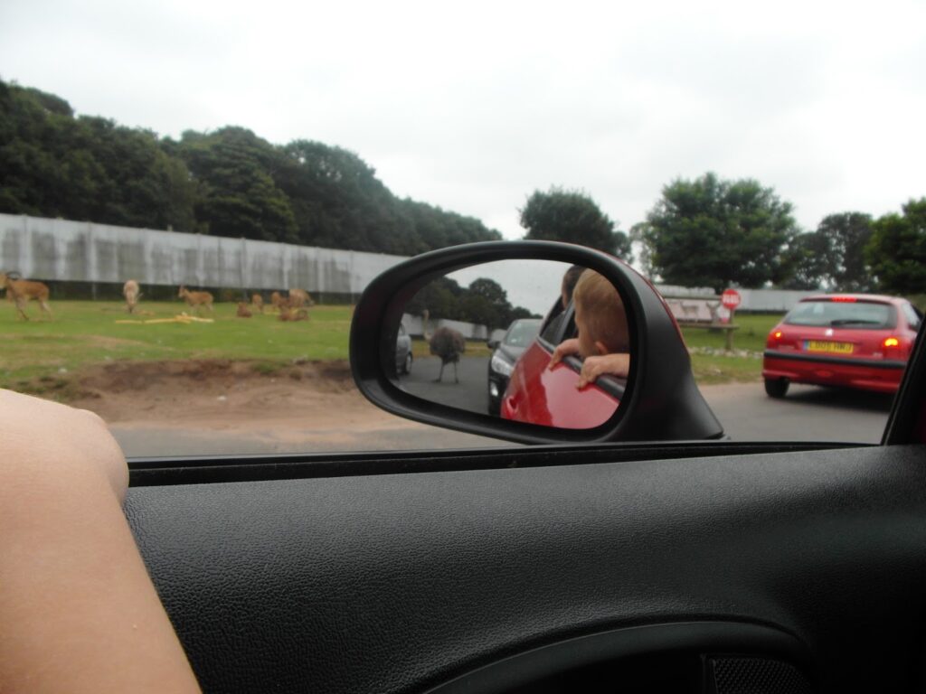 A photo taken from inside a car shows a child with their arm out the window, seen in the wing mirror. In front, deer are grazing on grass beside the road. Another red car and trees line the background under a cloudy sky.