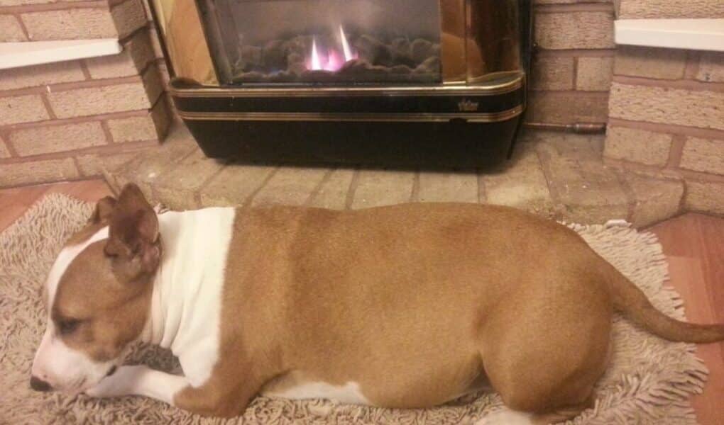 A brown and white dog is lying on a beige rug in front of a lit gas fireplace with a brick surround. The dog appears relaxed and is facing left, with its head lowered near its paws. The setting looks cosy and warm.