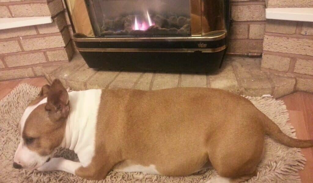 A brown and white dog is lying on a beige rug in front of a lit gas fireplace with a brick surround. The dog appears relaxed and is facing left, with its head lowered near its paws. The setting looks cosy and warm.